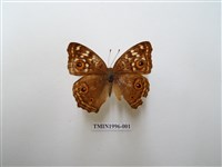 藏品(鱗紋眼蛺蝶)的圖片